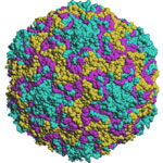 Rinovirus humano