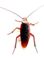 cucaracha