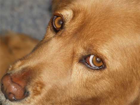 perro perro