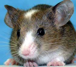 ratón