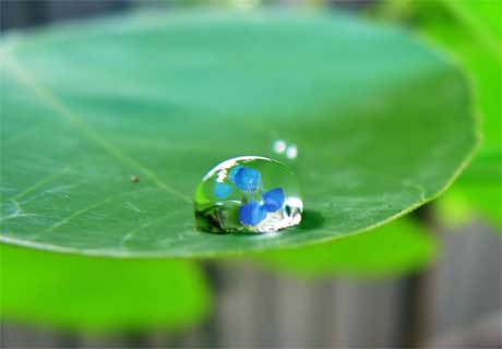 humedad planta
