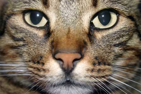 gato gato