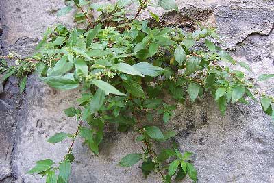 Parietaria judaica