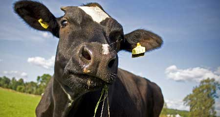 vaca