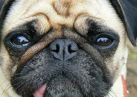 perro