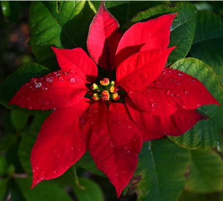 Flor de pascua